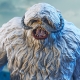 Star Wars Episode V - Buste 1/6 Wampa 19 cm