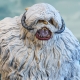 Star Wars Episode V - Buste 1/6 Wampa 19 cm