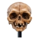 Le Seigneur des Anneaux - Statuette Skull of Gollum 13 cm