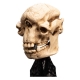 Le Seigneur des Anneaux - Statuette Skull of a Cave Troll 21 cm