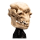 Le Seigneur des Anneaux - Statuette Skull of a Cave Troll 21 cm